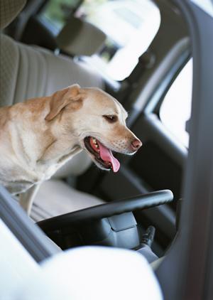愛知県車検はコバック安城箕輪店まで