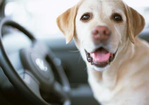 鹿児島中央駅西口でレンタカー利用が便利